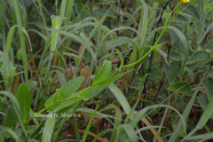 Senecio neelgherryanus